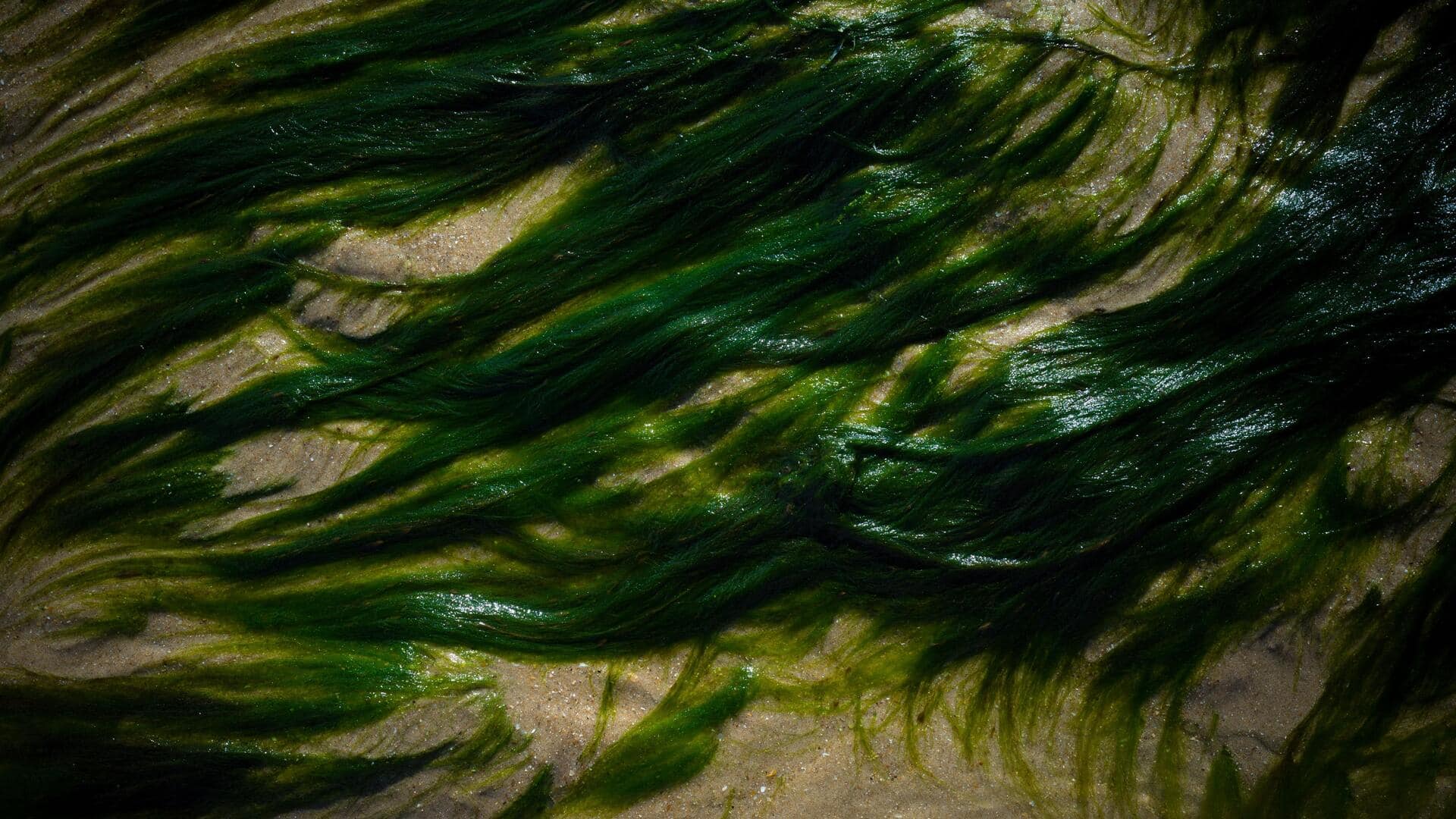 Kelp: The sea superfood you need to know about