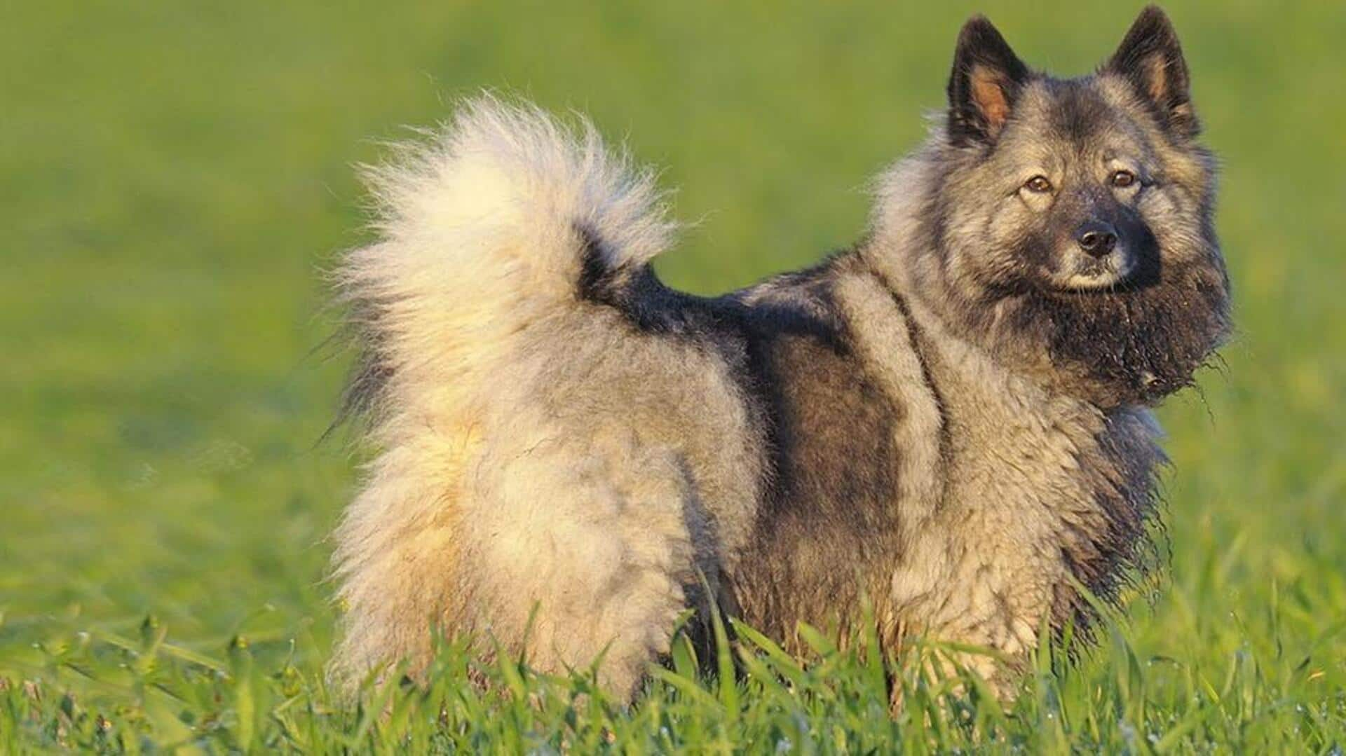 Bonding with your Keeshond: Grooming, feeding, and training tips