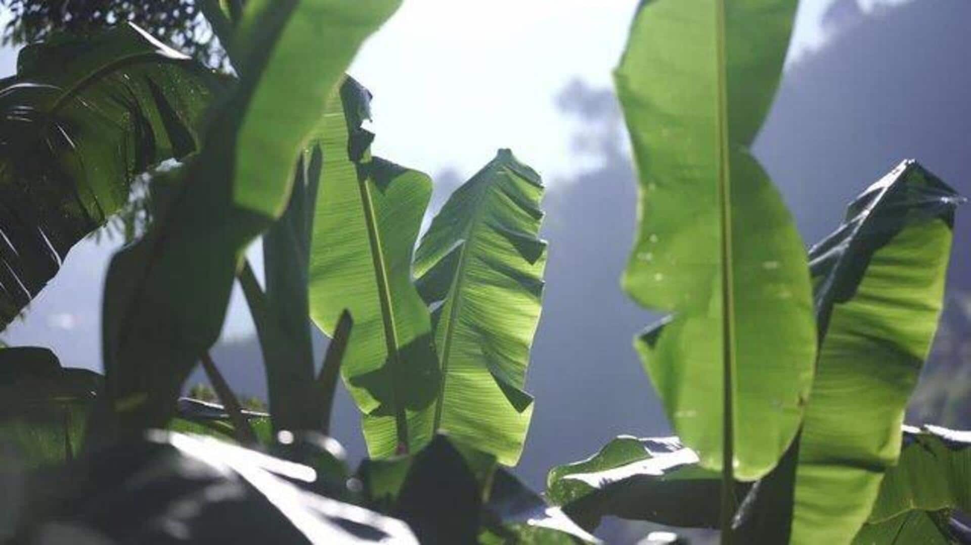 Have banana leaves? Try this DIY idea