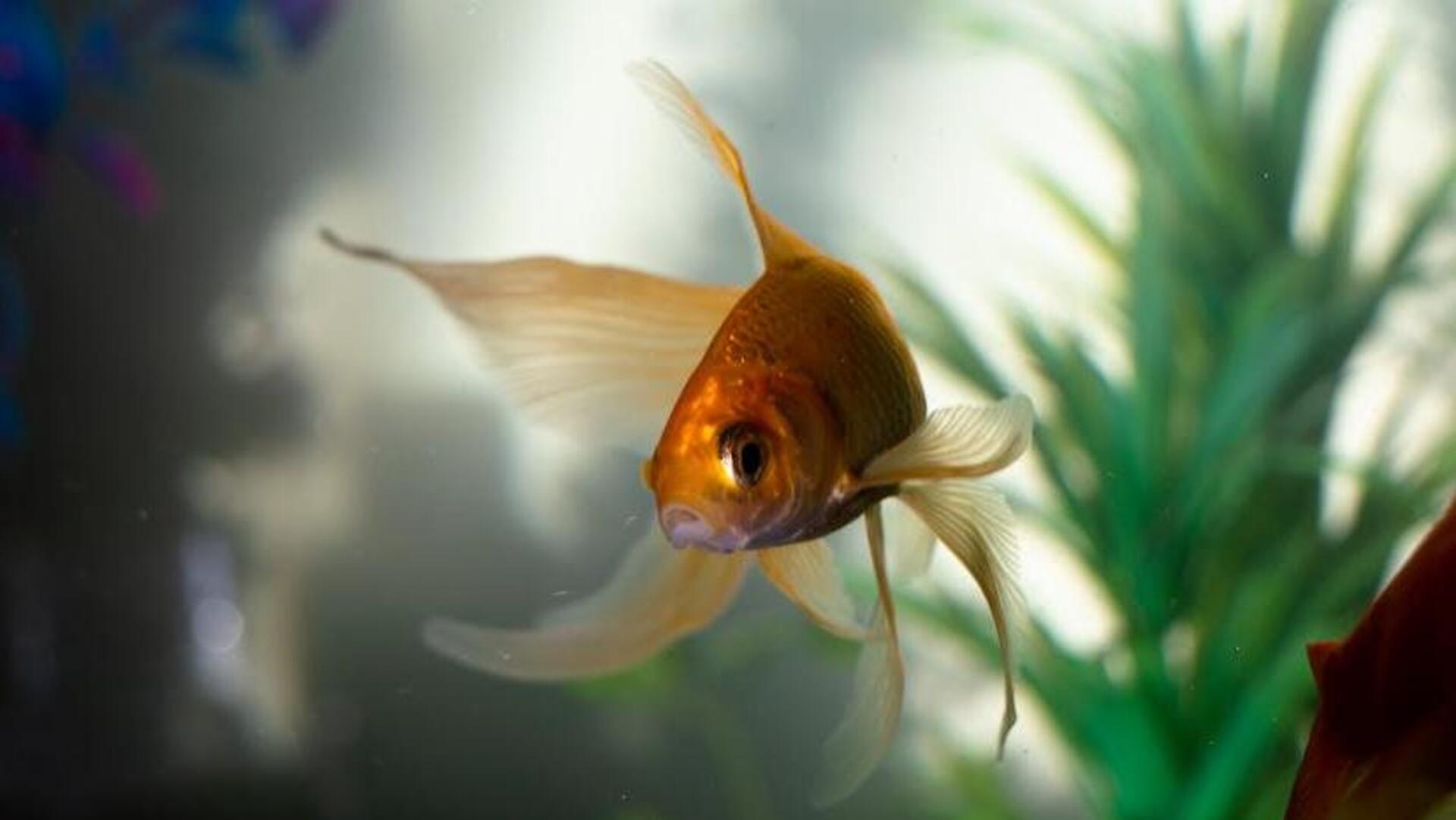 Aquarium at home? Avoid these mistakes