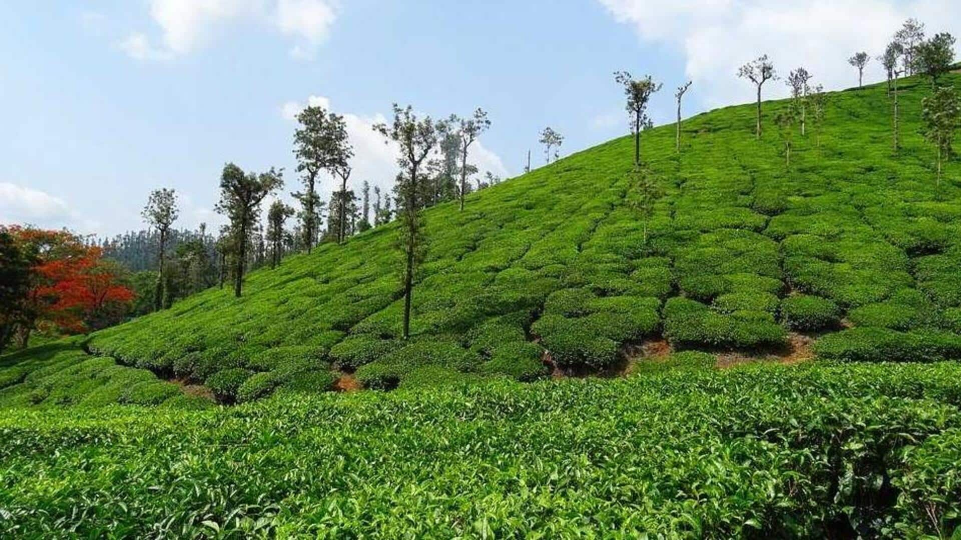 Serene, must-visit tea garden trails in Darjeeling, India