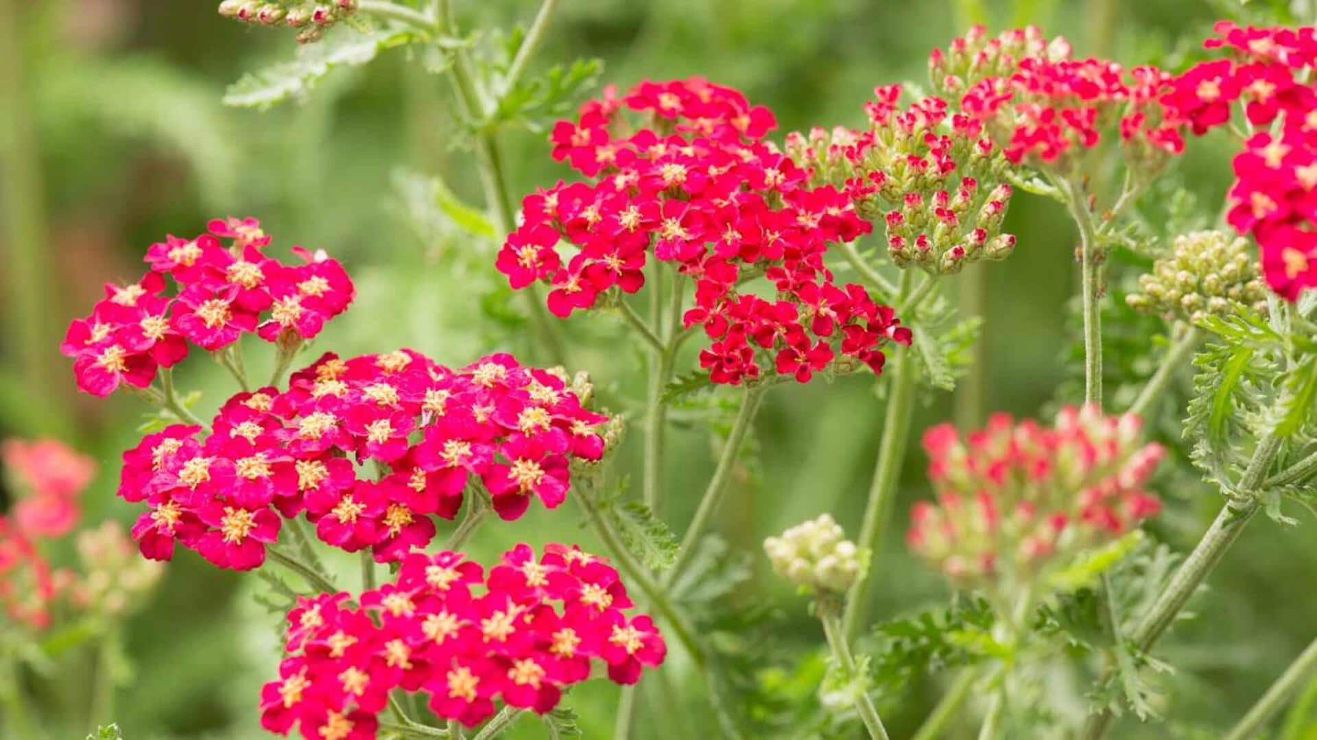 Beautifying skin with yarrow's anti-inflammatory magic