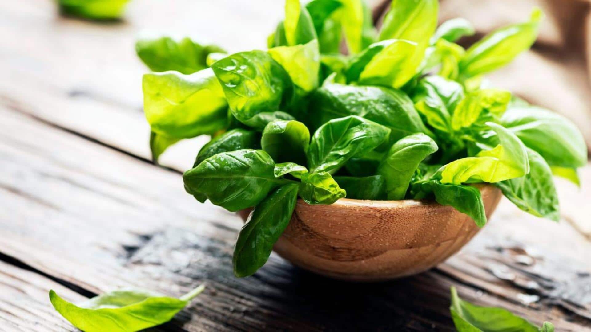 Basil leaf extracts: A natural remedy for insect bites