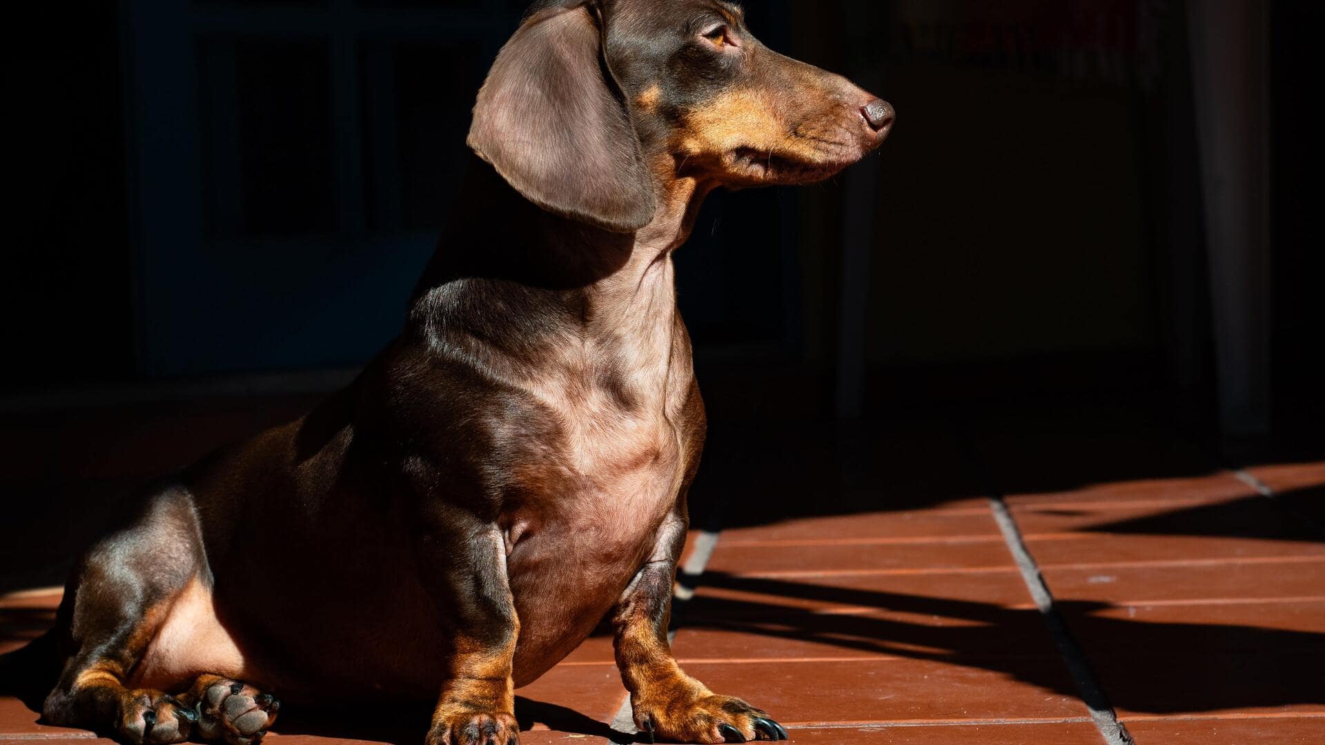 Keep your dog looking healthy with these coat care tips