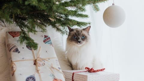 How to make Christmas merry for your furry friends