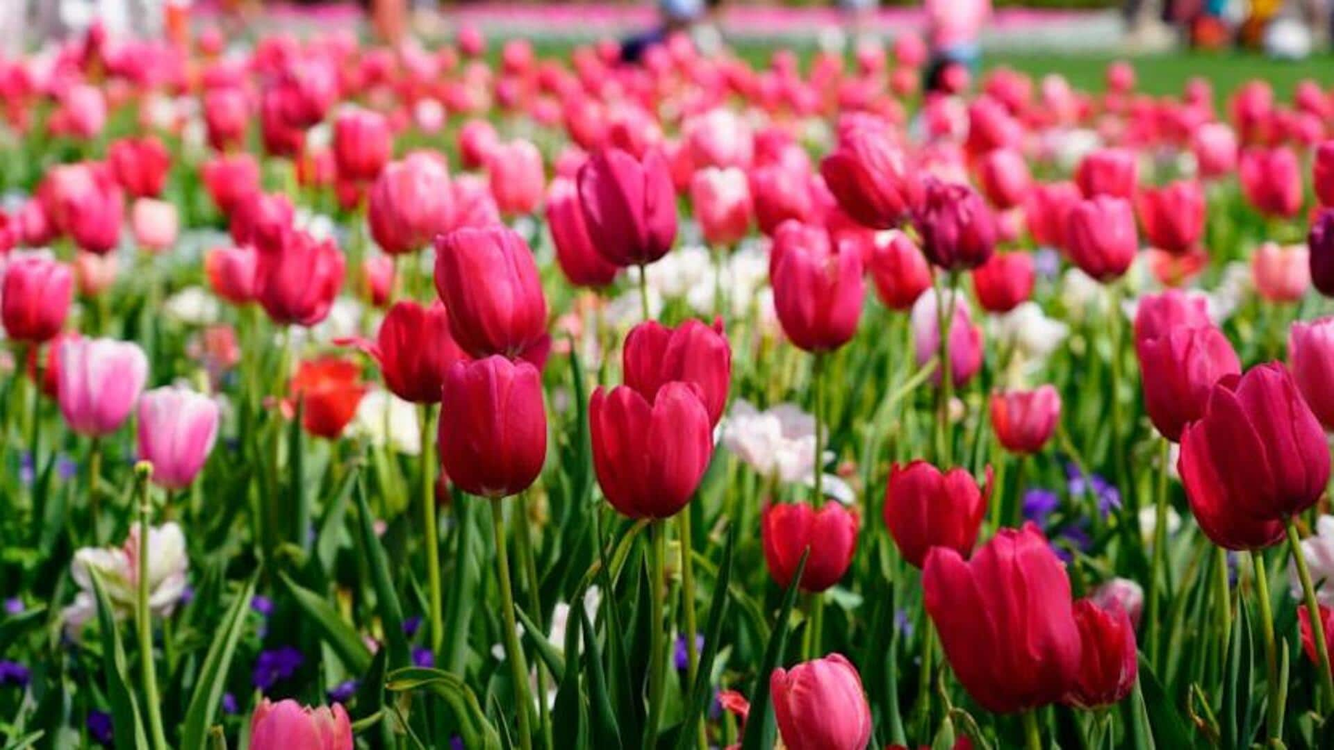 Explore Amsterdam's vibrant tulip fields