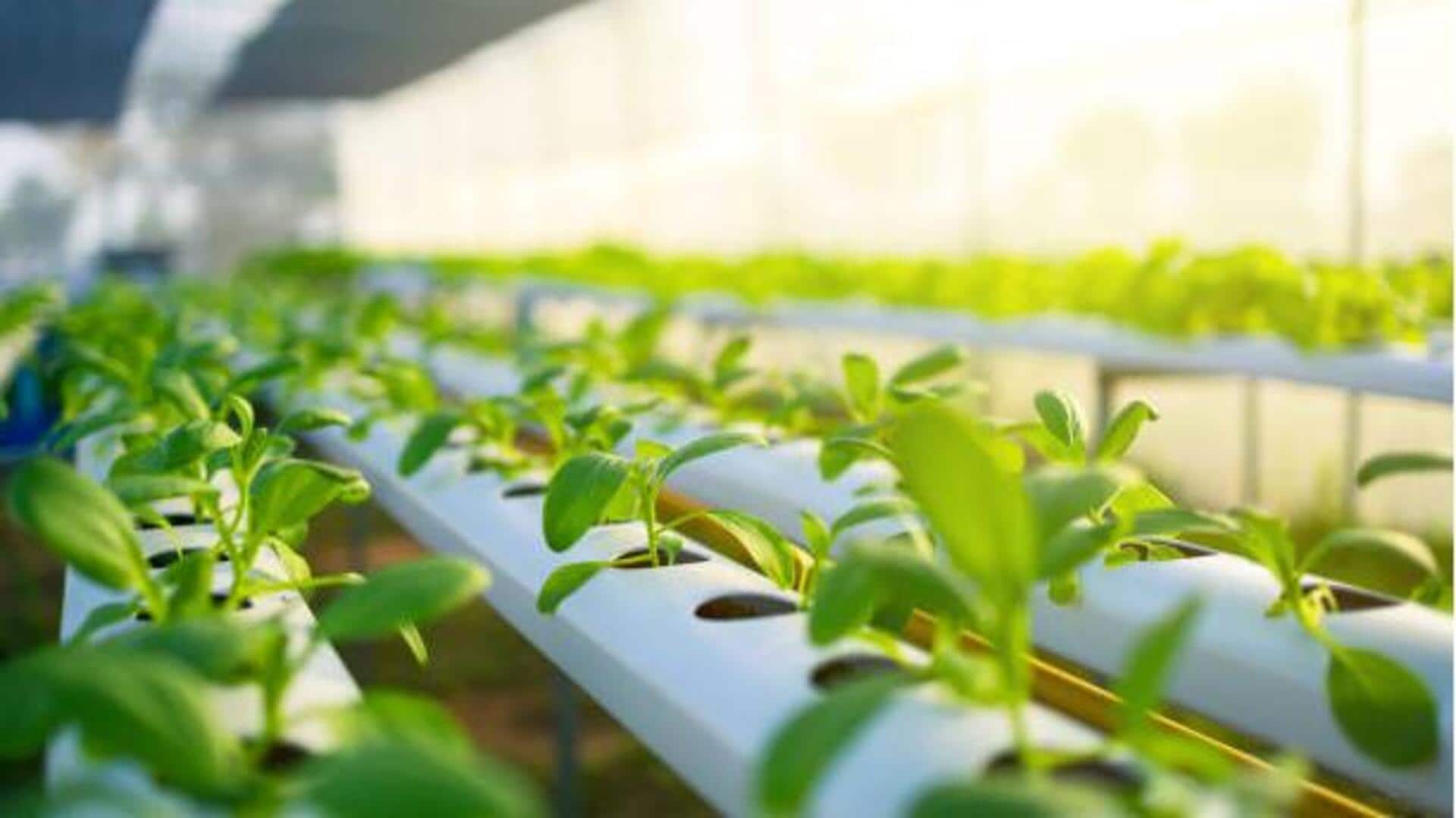 How to grow plants without soil