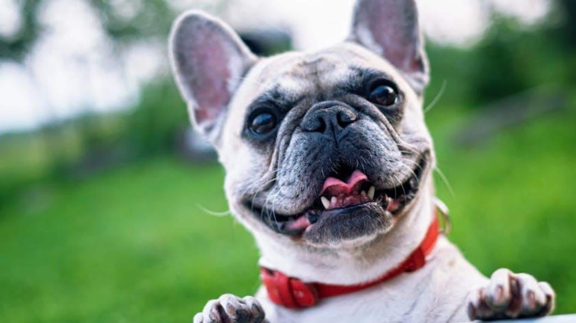 How essential oils can soothe your pet How essential oils can soothe your pet