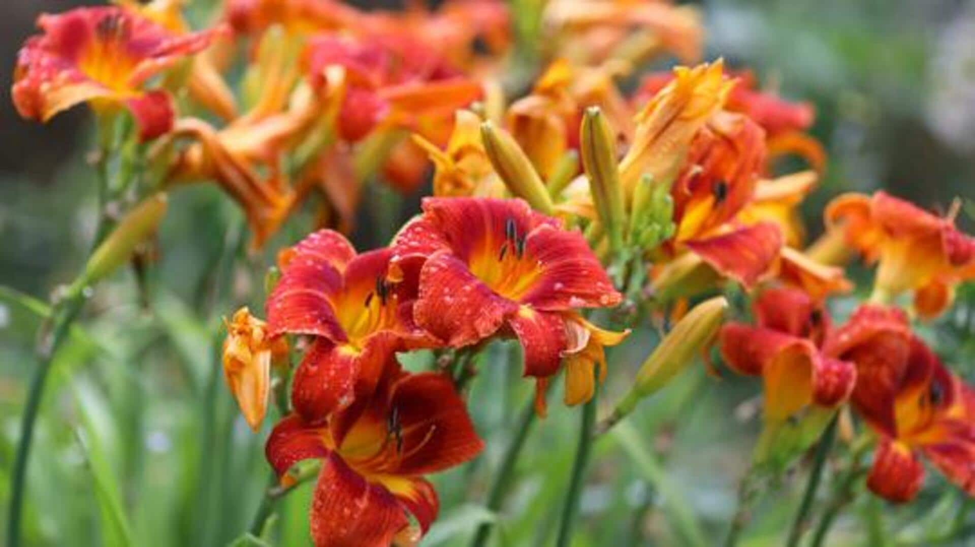 How to grow daylilies in your garden