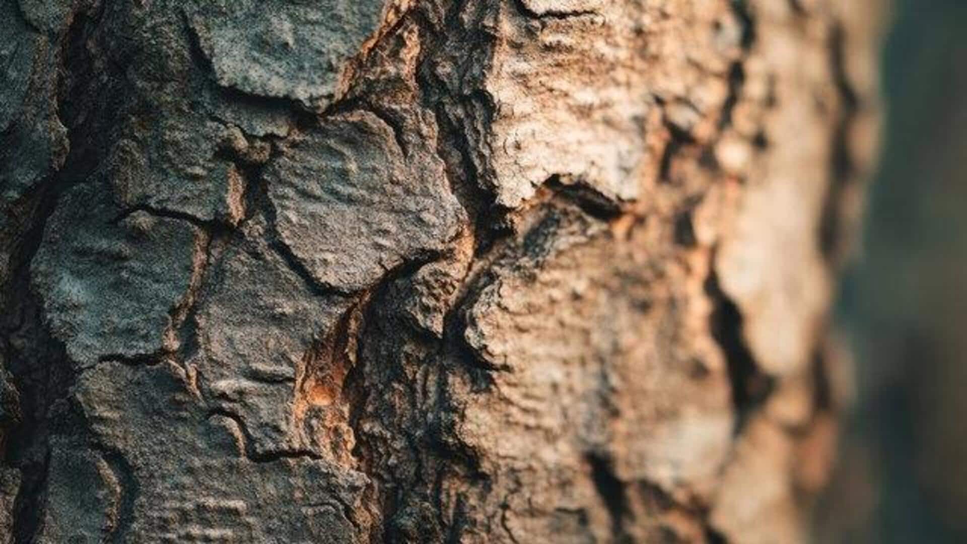 Why shea bark is great for your skin Why shea bark is great for your skin