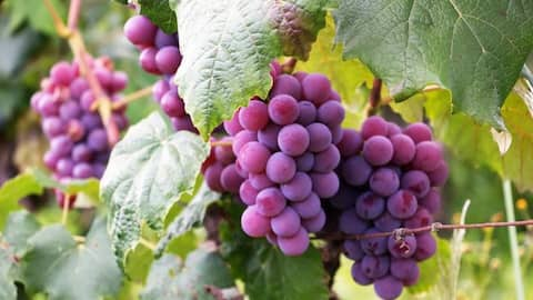 If dinosaurs hadn't gone extinct, grapes wouldn't exist! Study finds