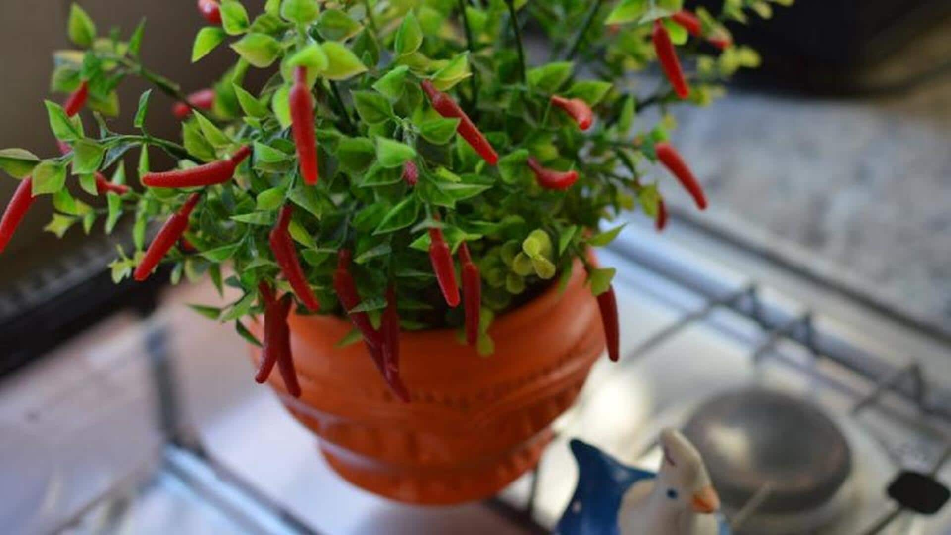 Beautifying balcony chilies: 5 care insights