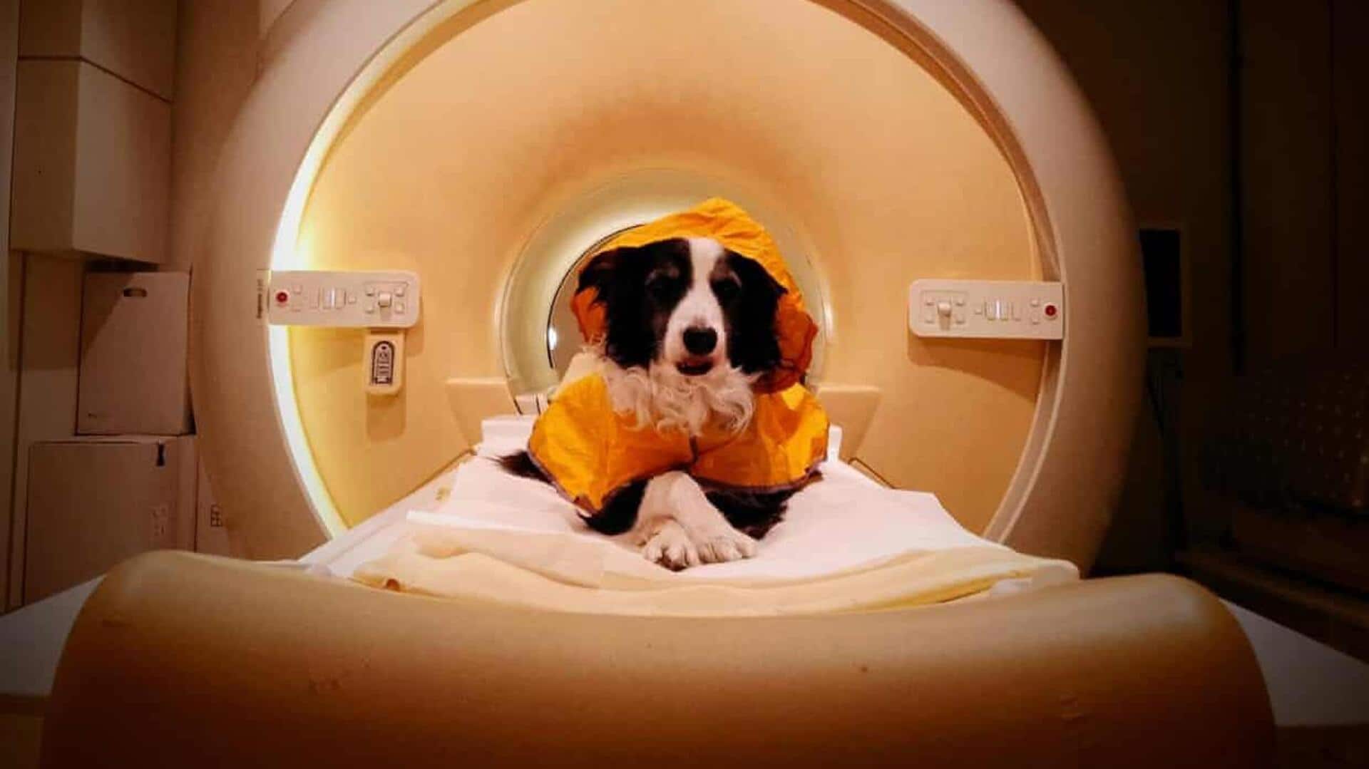 Dogs can differentiate between fearful and sad human faces: Study