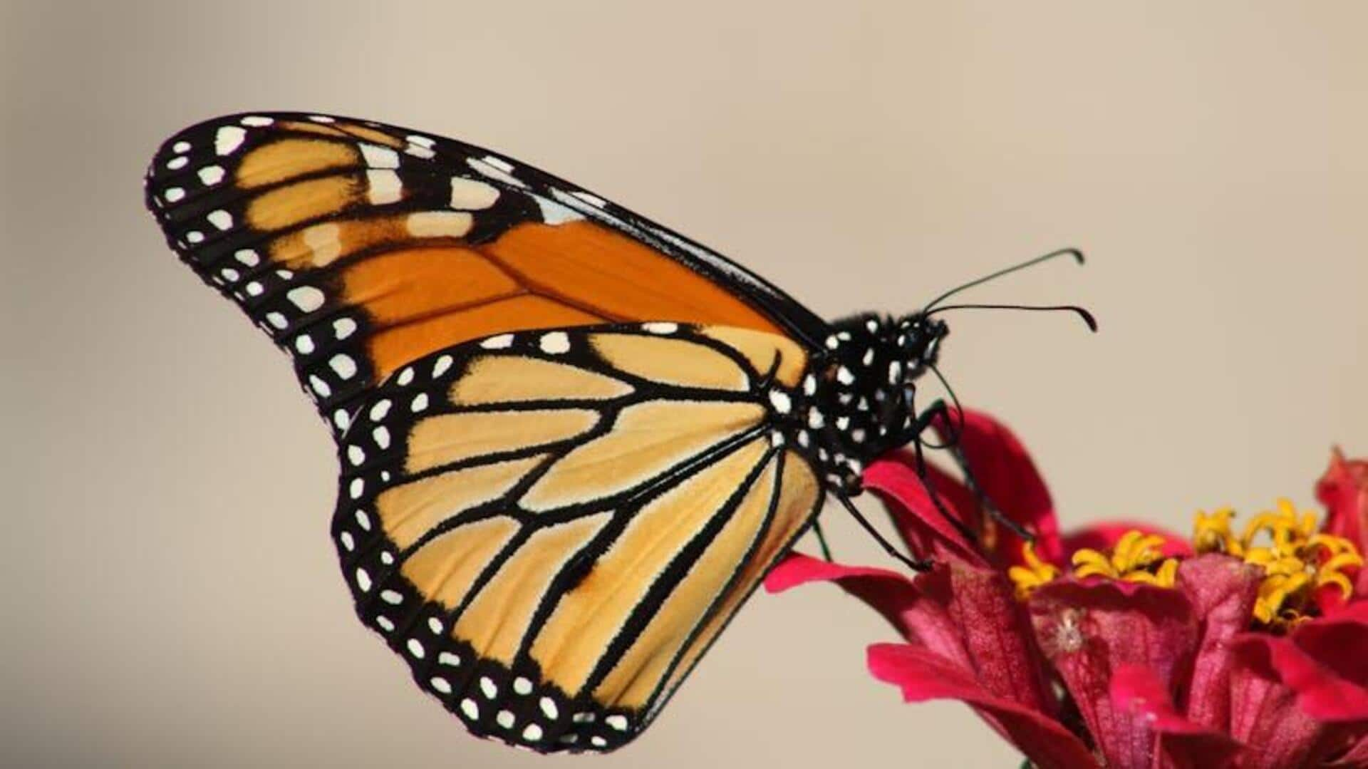 Witness the monarch butterfly migration in Michoacan, Mexico