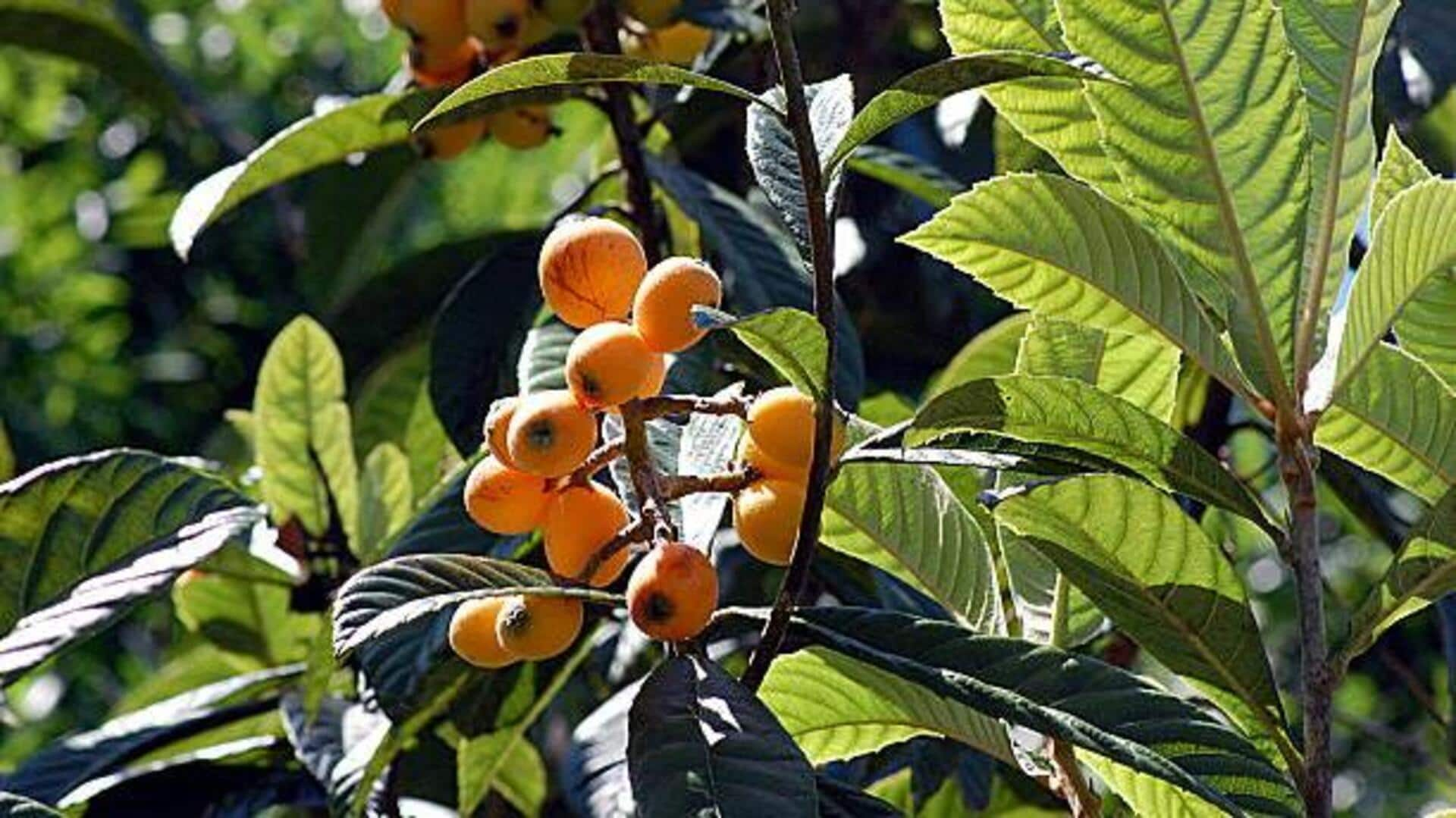 Rejuvenating skin with loquat leaf luster