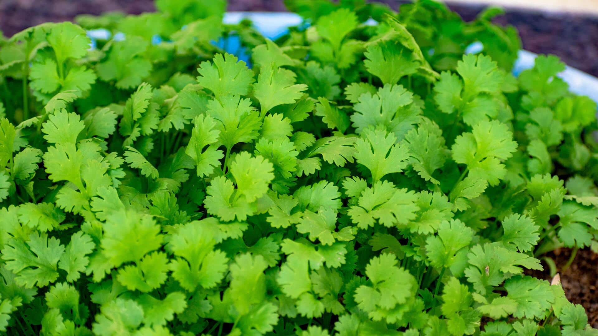 5 secrets to growing healthy cilantro indoors