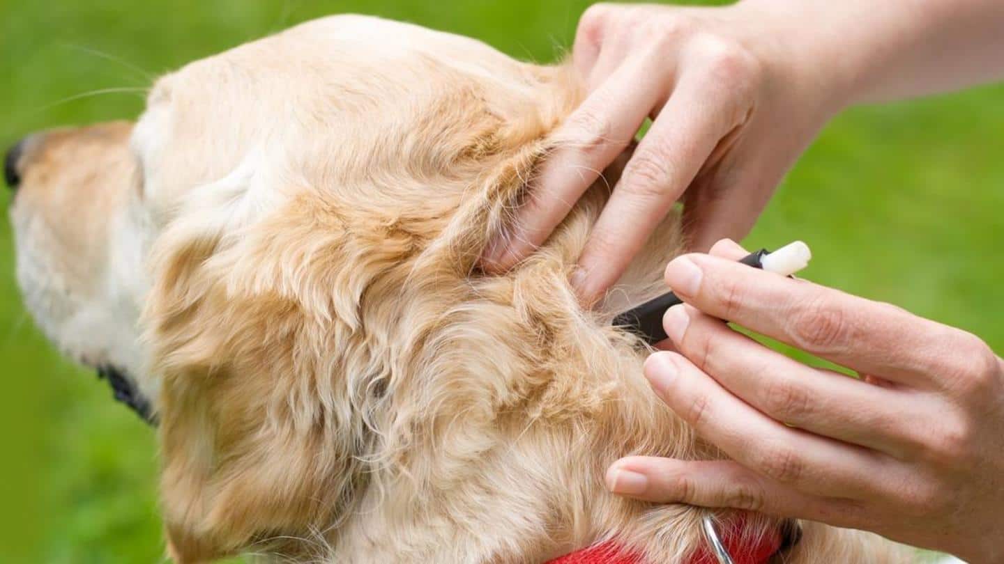 Look out for these signs in your dog Look out for these signs in your dog