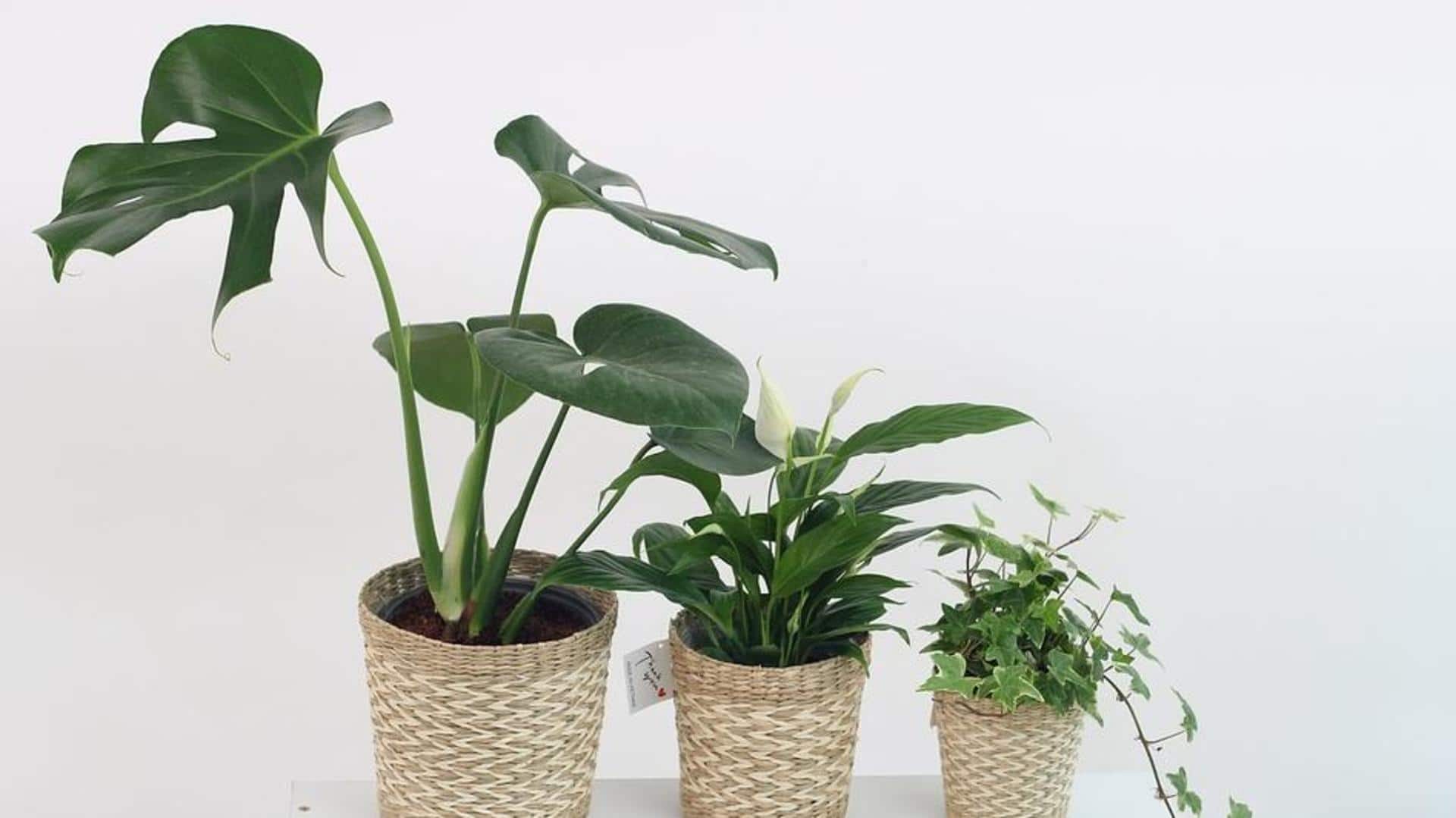 Bring home these air-purifying indoor plants to breathe easy