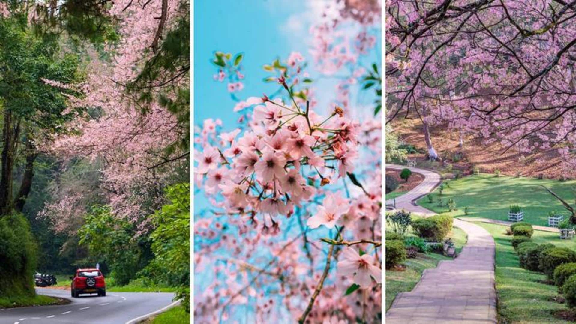 Ready for Shillong Cherry Blossom Festival? Here's all about it