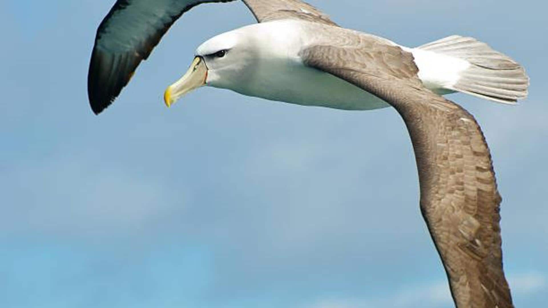 Bird lovers: This ocean adventure is just for you 