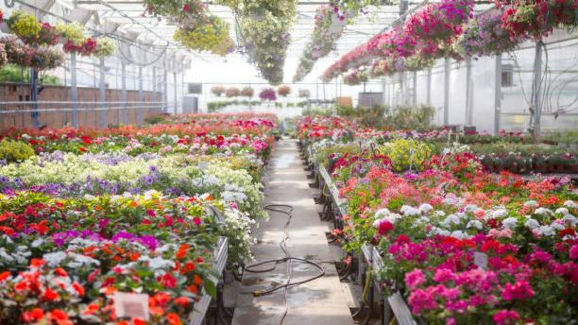 When in New Zealand, visit these plant nurseries