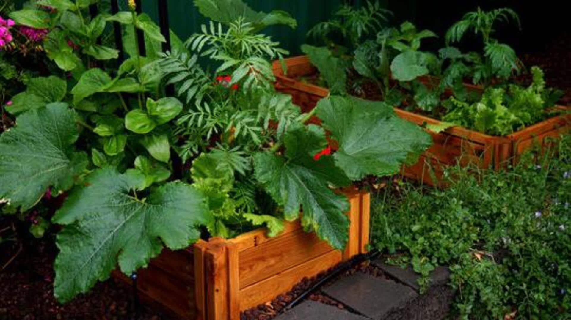 Container gardening: 5 watering mistakes to avoid