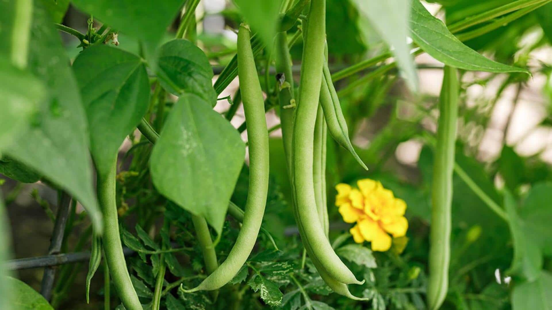 Cultivating crisp green beans in hanging baskets