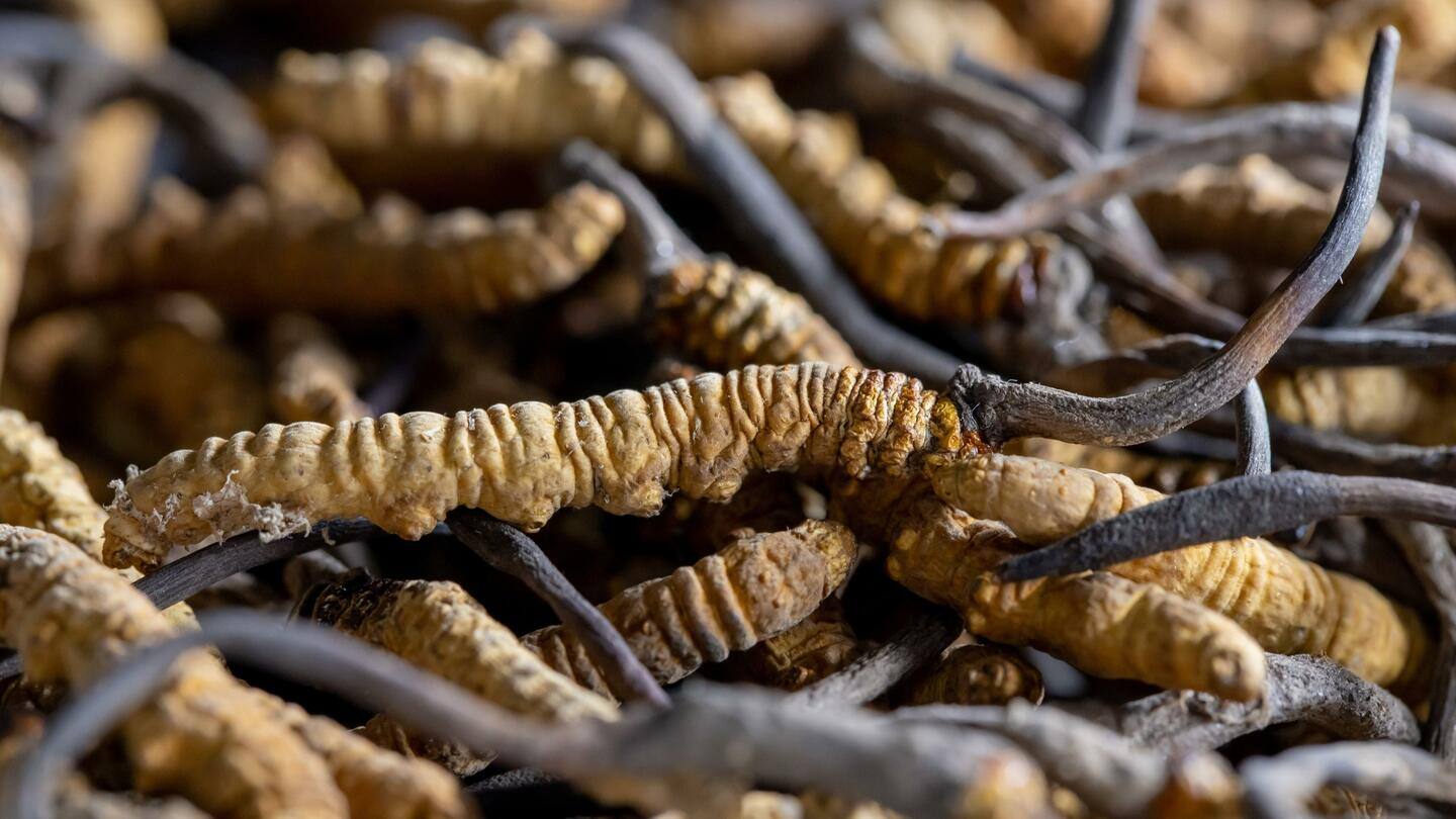 All about Cordyceps, a genus of fungi costlier than gold