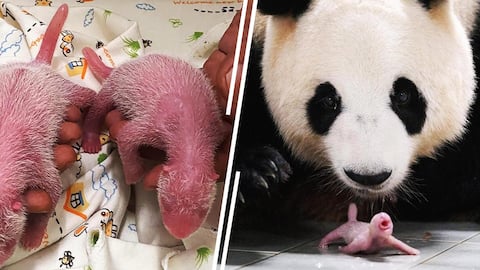 Excitement in Hong Kong as rare giant panda twins born