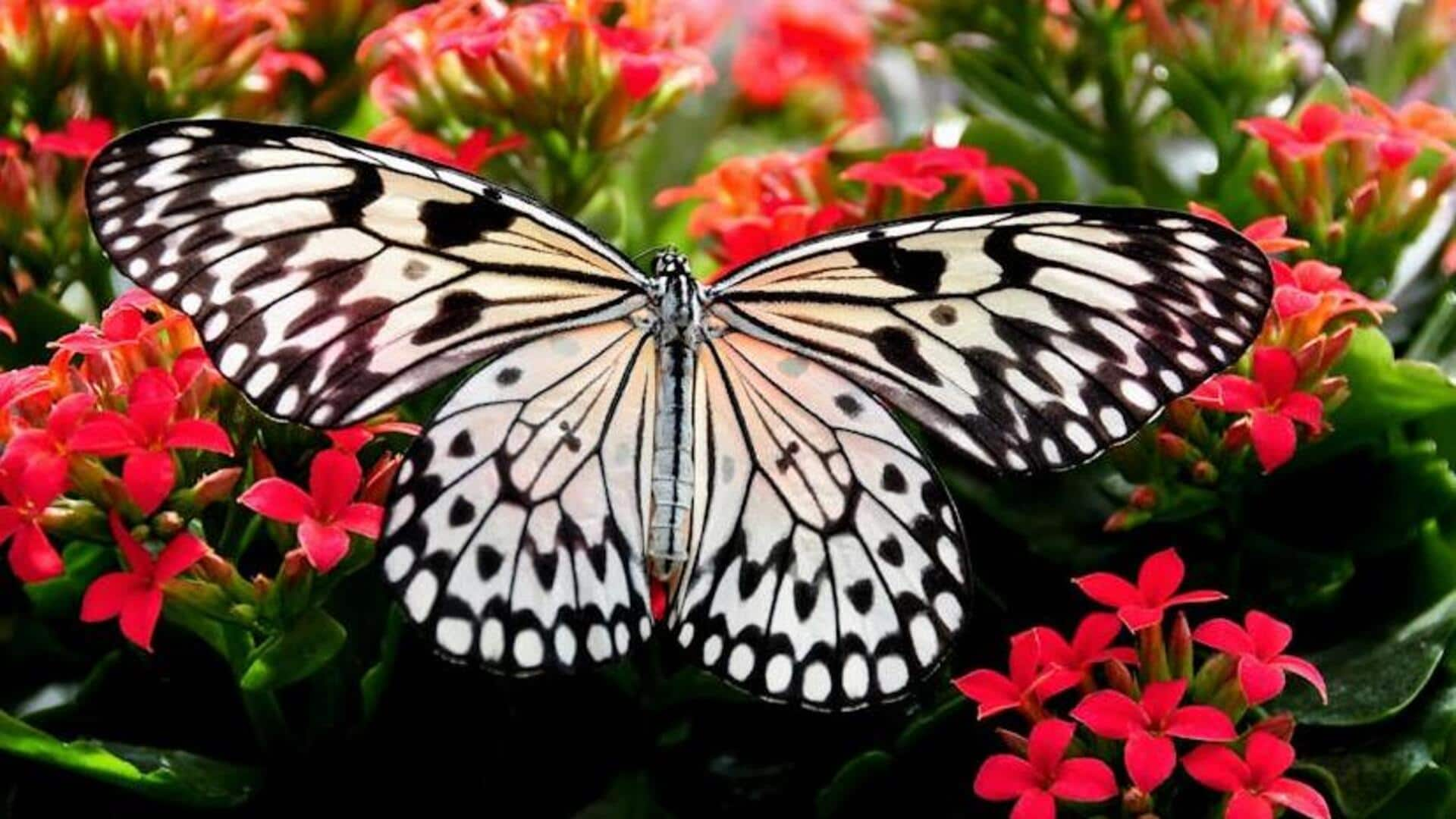 Witness the marvel of butterfly migration