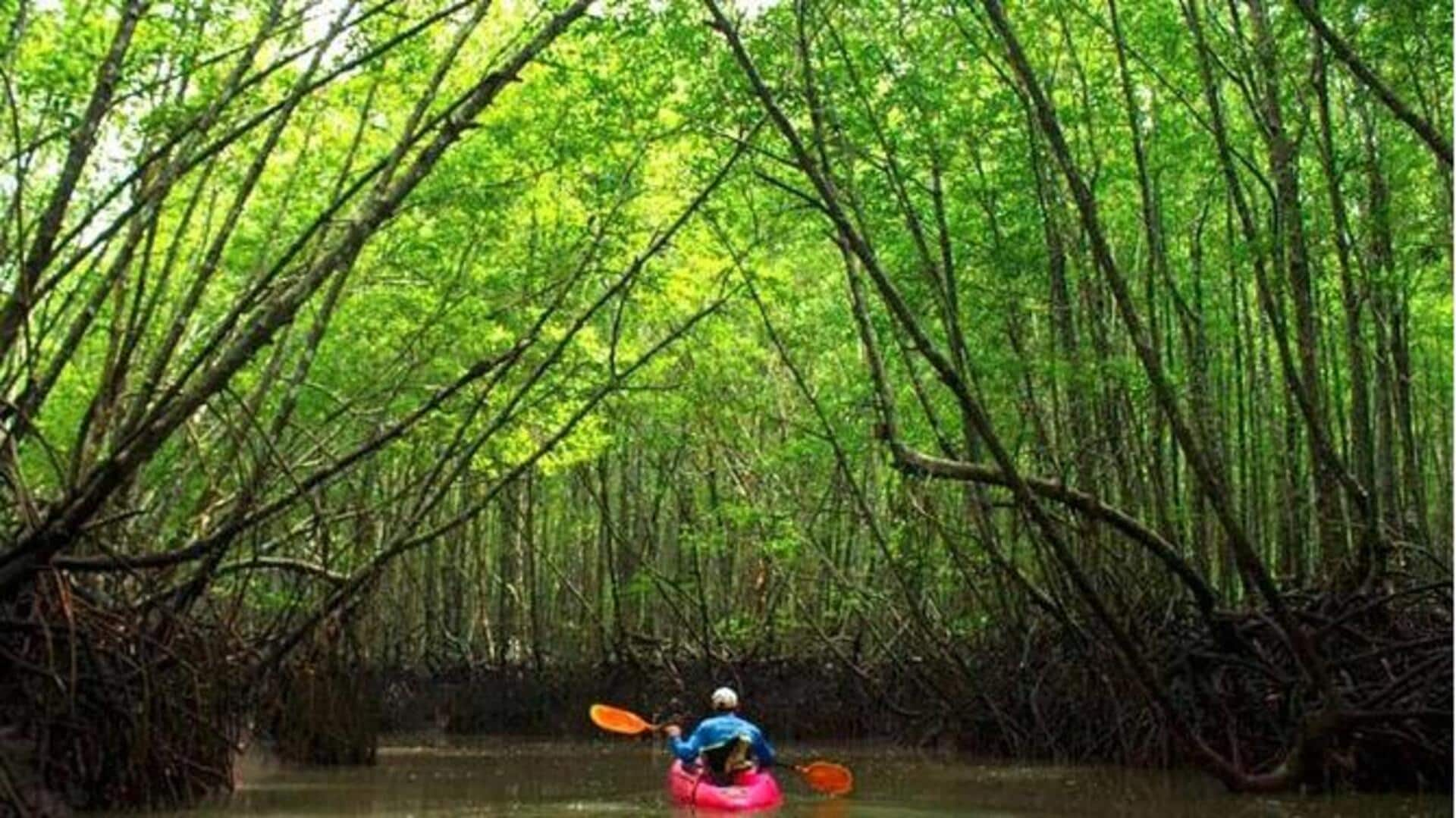 Majestic mangrove kayaking: Navigating coastal ecosystems