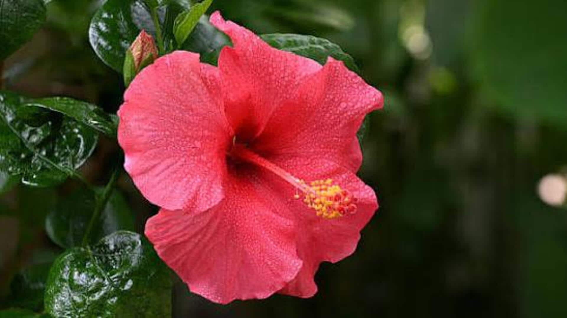 Looking for softer hair? Try hibiscus infusion 