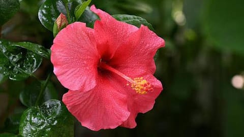 Looking for softer hair? Try hibiscus infusion 
