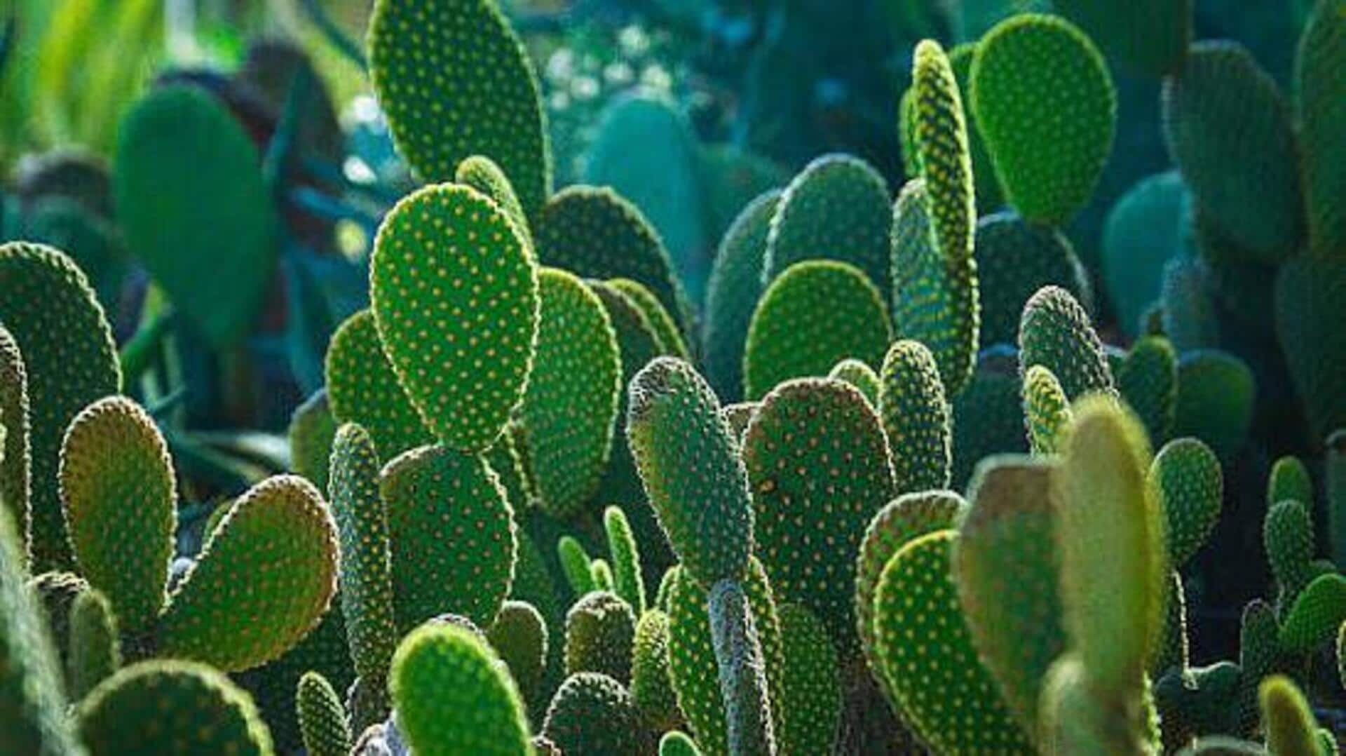 Kalahari cactus: A traditional remedy for appetite control