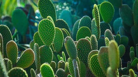 Kalahari cactus: A traditional remedy for appetite control
