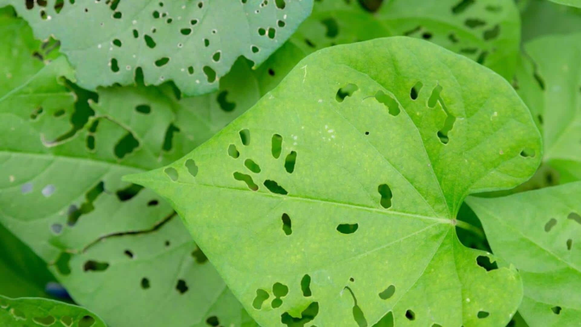 Want to keep pests away? These plants can help