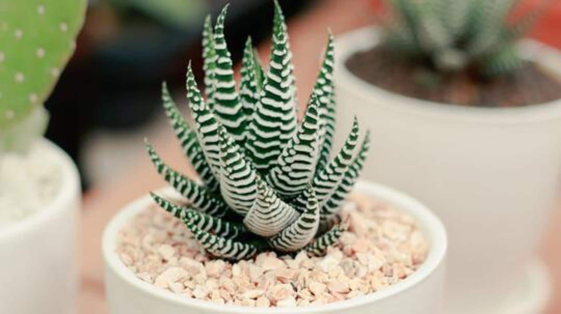 How to care for zebra plants