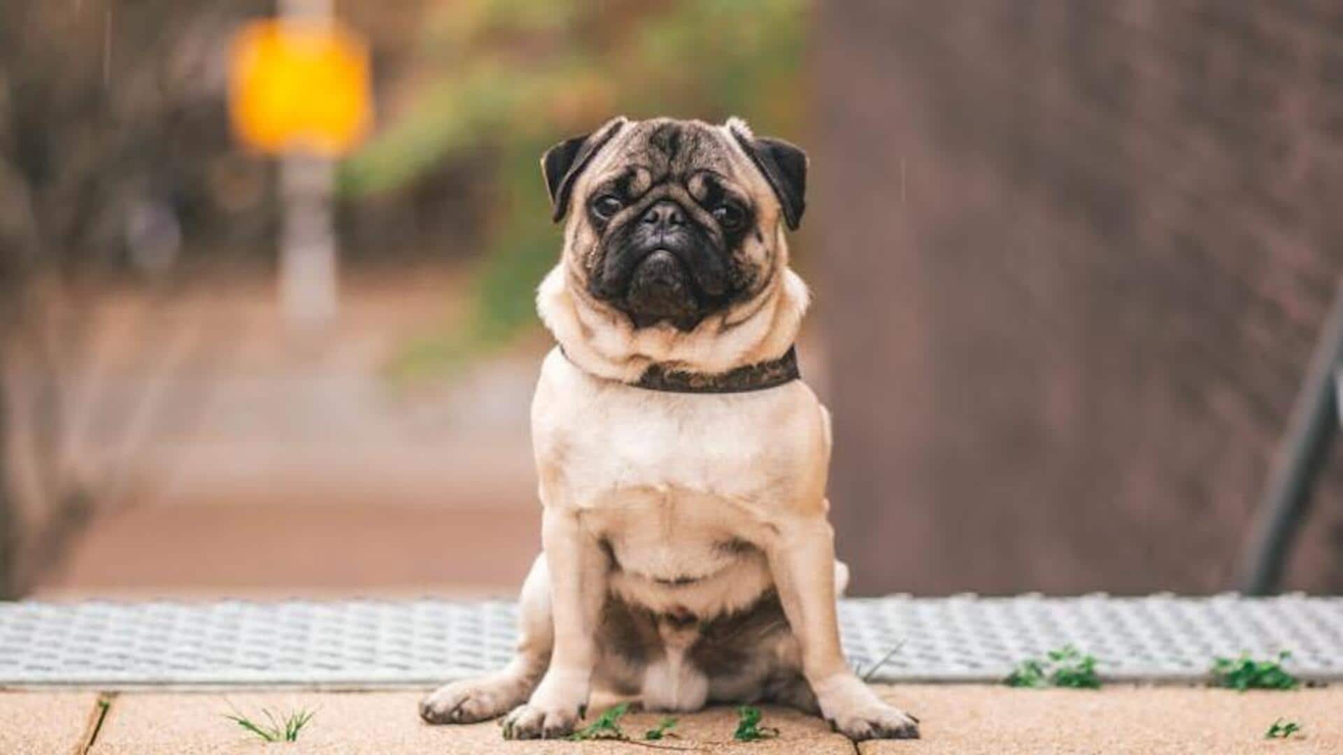 Manage your Pug's wrinkles with these tips