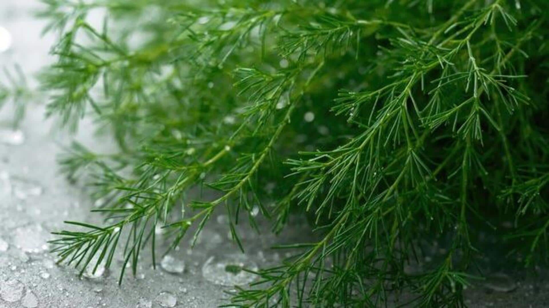 Surprising health benefits of dill