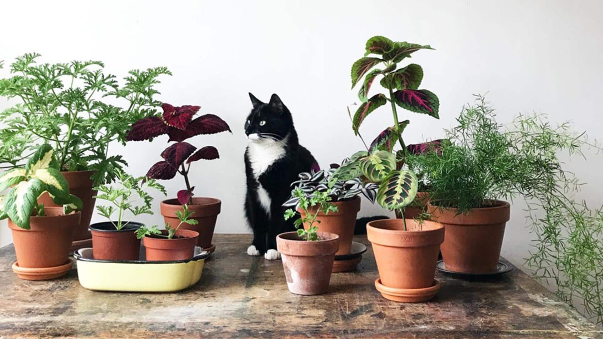 How to choose a pet-friendly planter 