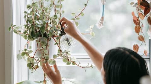 Indoor plant care made easy, thanks to AI