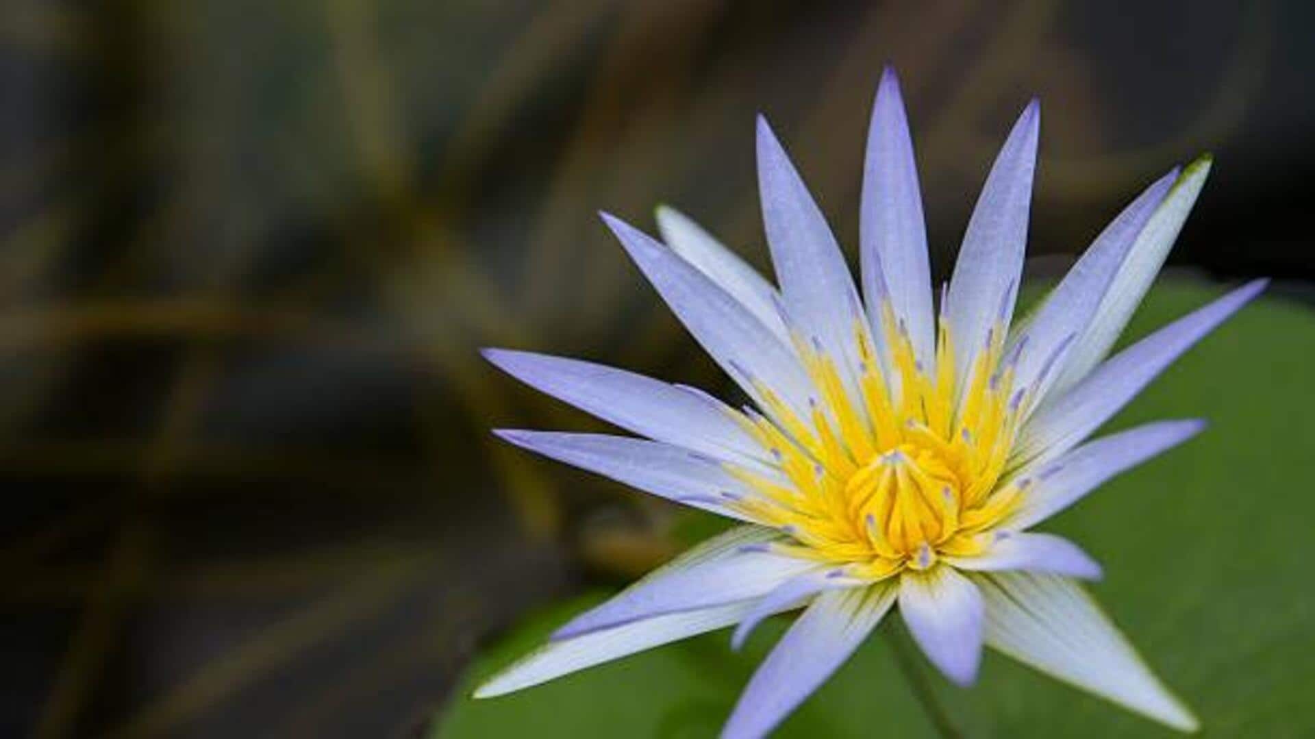 Egyptian blue lotus: What makes this flower so captivating