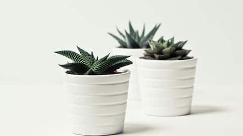 5 ways to keep your succulents alive