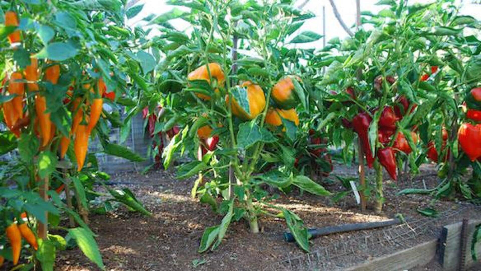 Cultivating sweet peppers in vertical gardens