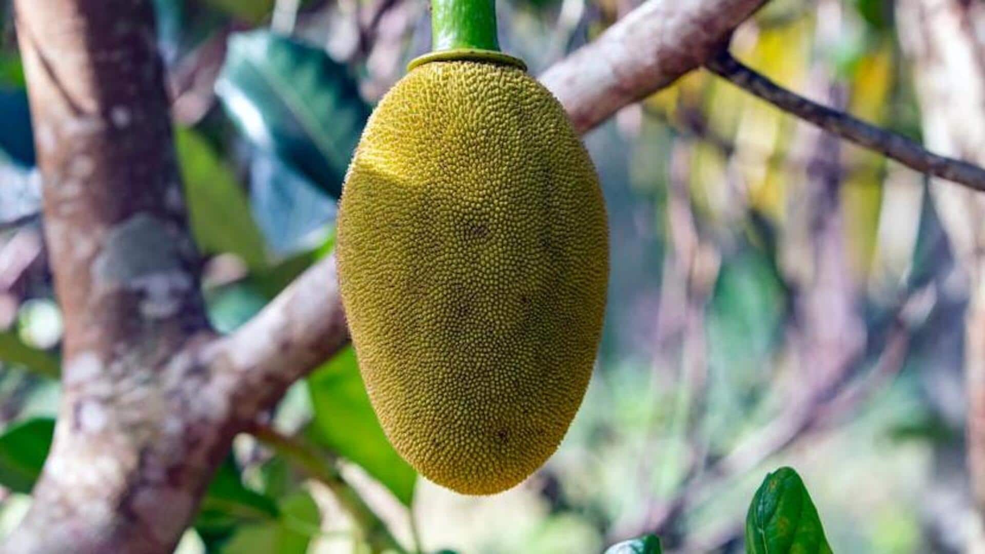 5 delicious ways to cook with jackfruit seeds 5 delicious ways to cook with jackfruit seeds