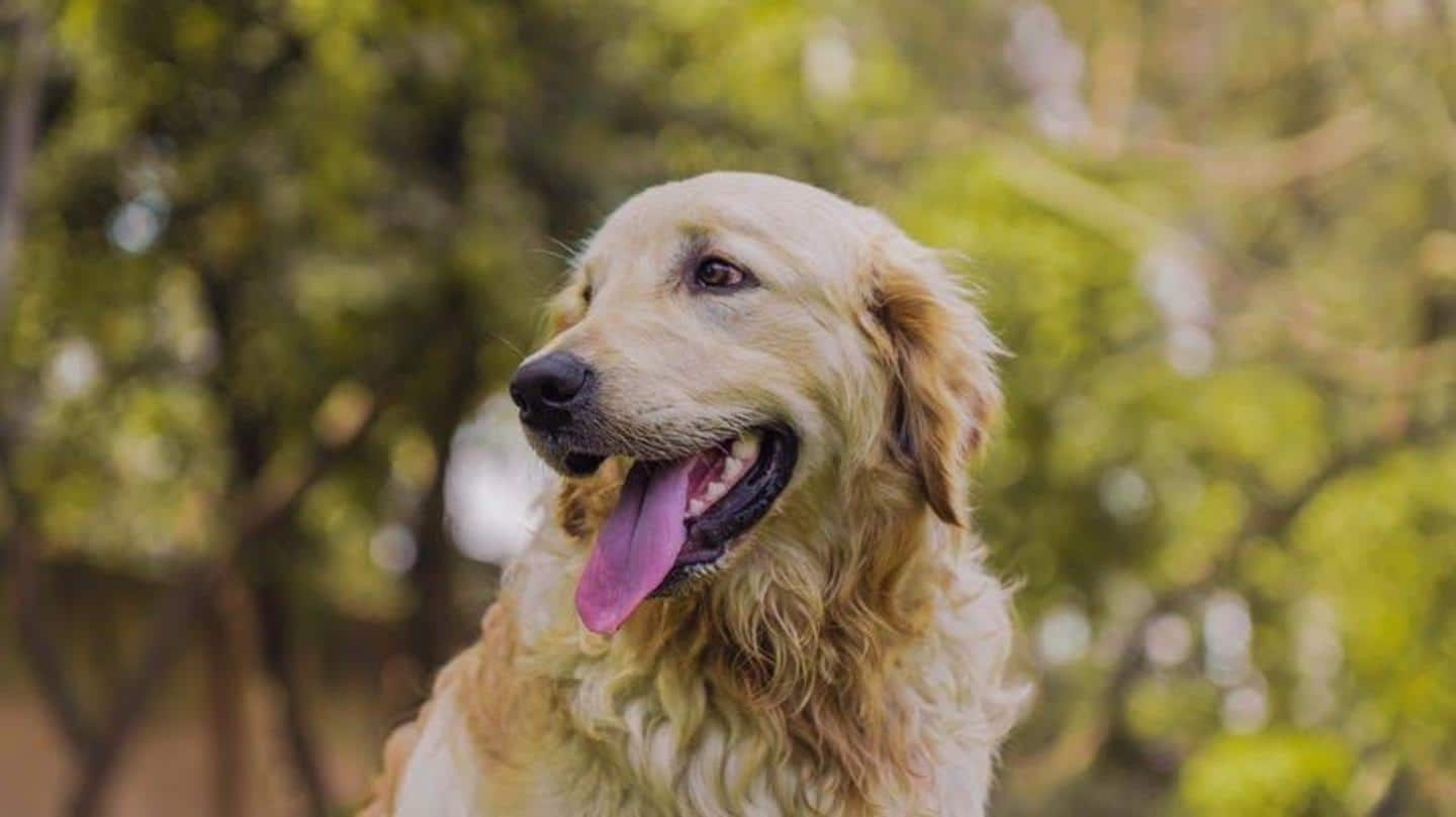 are coconut husks bad for dogs