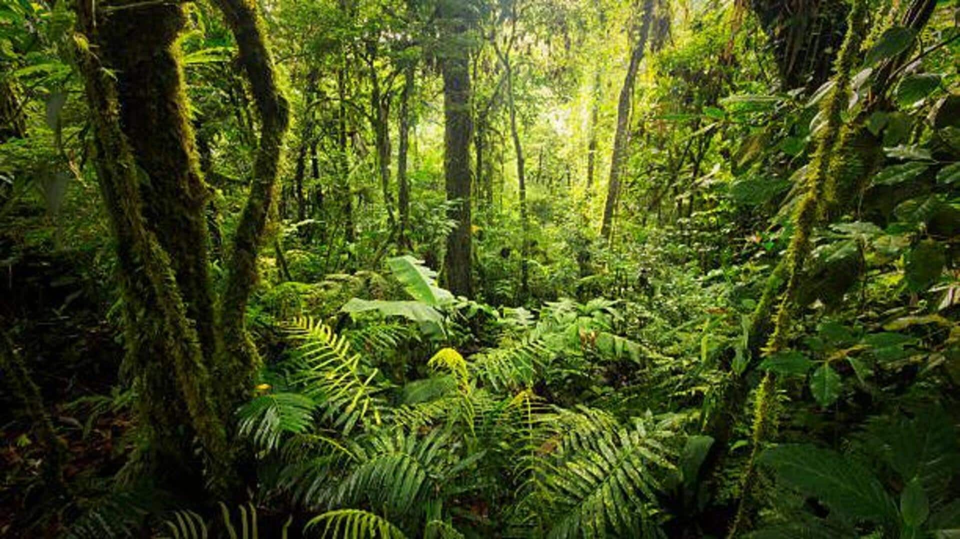5 extraordinary rainforests worth exploring 5 extraordinary rainforests worth exploring