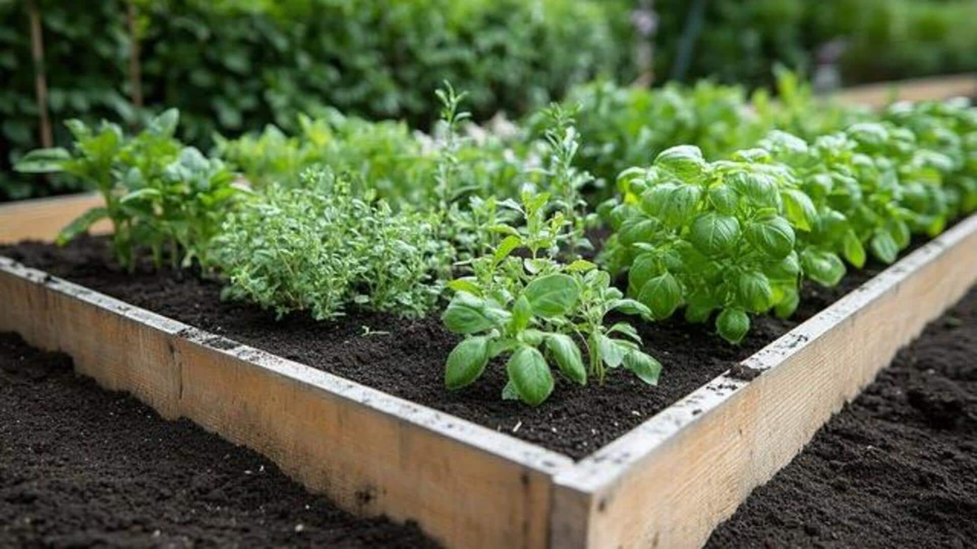 Overwatering indoor herbs? Fix it with these tips