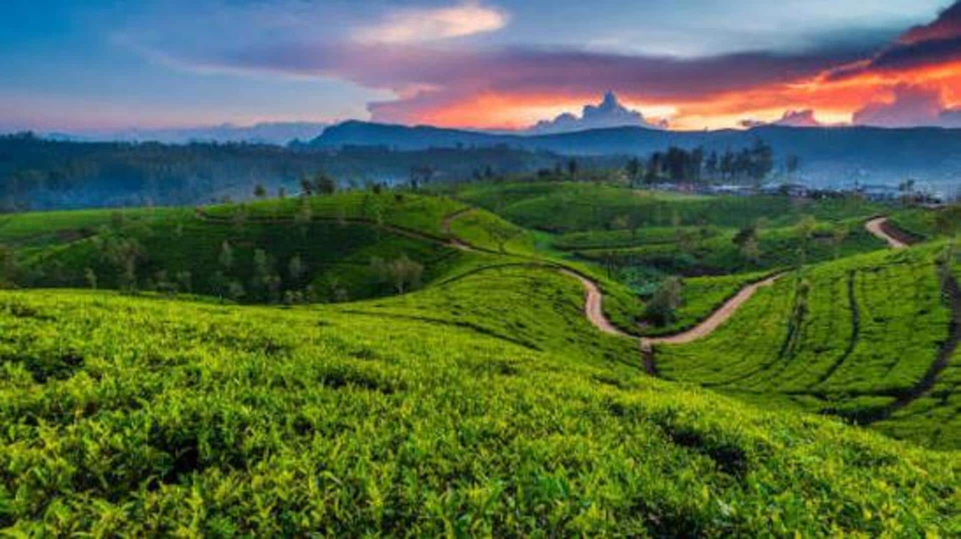 Cycling through Rwanda's tea plantations: A guide