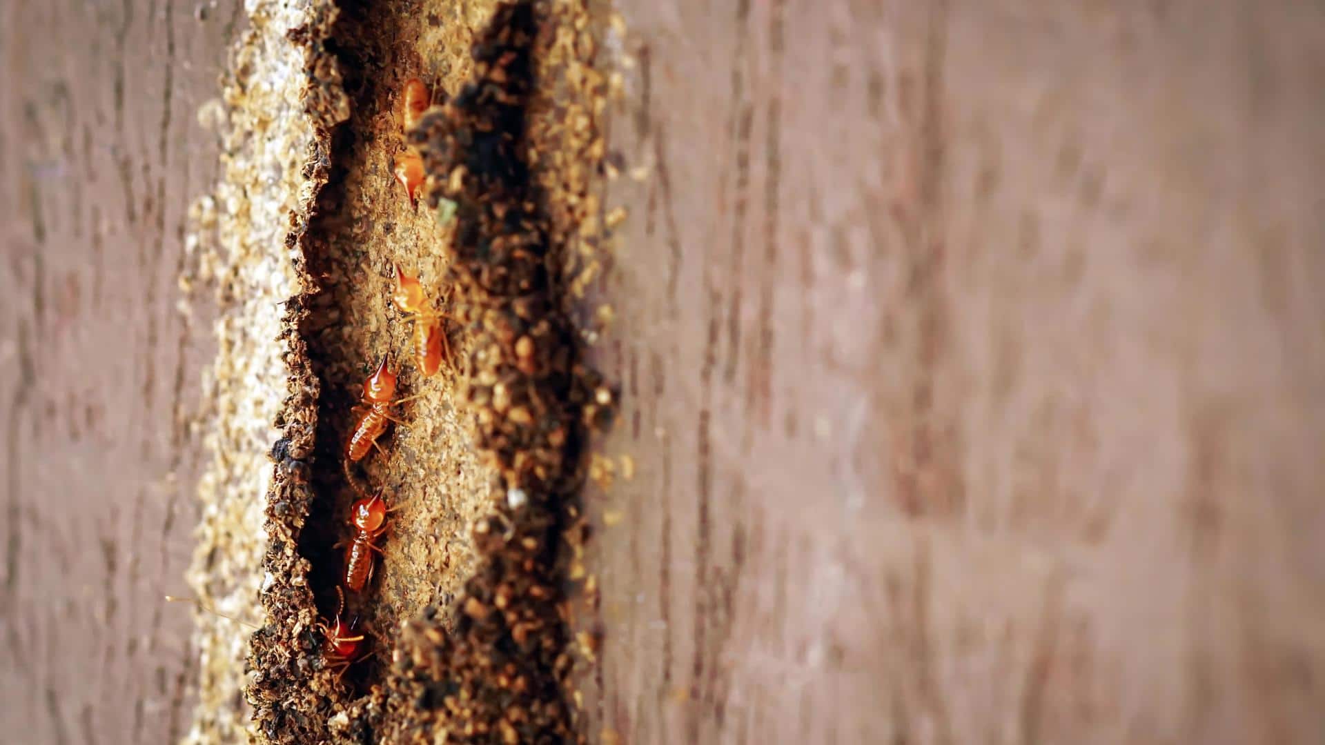 Termites at home? Try these natural remedies to remove them